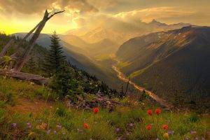 mountain, Flowers, Grass, Trees, Clouds
