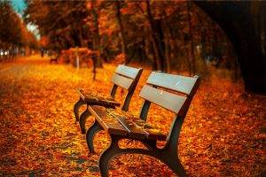 fall, Bench, Leaves, Depth Of Field, Trees, HDR, Nature
