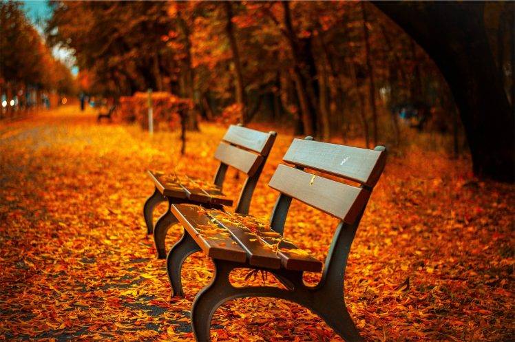 fall, Bench, Leaves, Depth Of Field, Trees, HDR, Nature HD Wallpaper Desktop Background