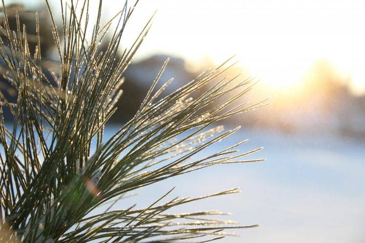 winter, Sunlight, Macro, Depth Of Field, Nature, Grass, Lens Flare HD Wallpaper Desktop Background