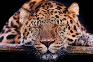 animals, Leopard