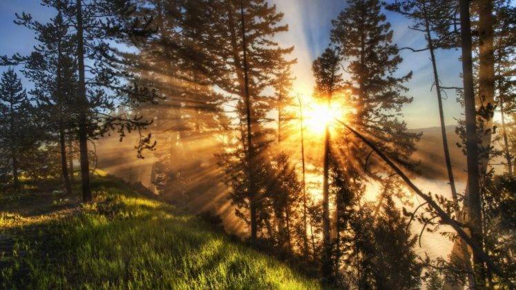 morning, Nature, Sun Rays, Forest, Sunlight HD Wallpaper Desktop Background