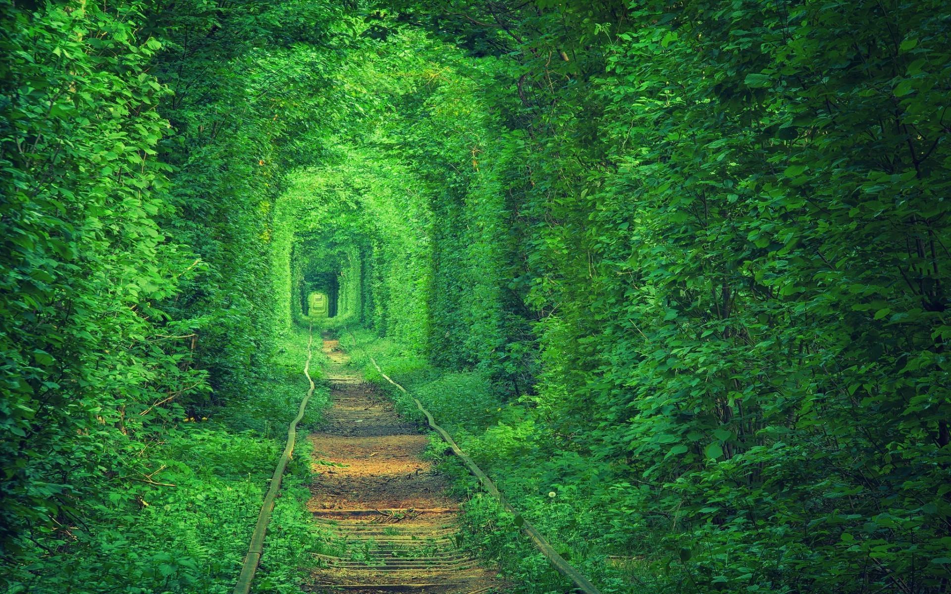 green, Tunnel, Path, Nature, Forest, Trees Wallpaper