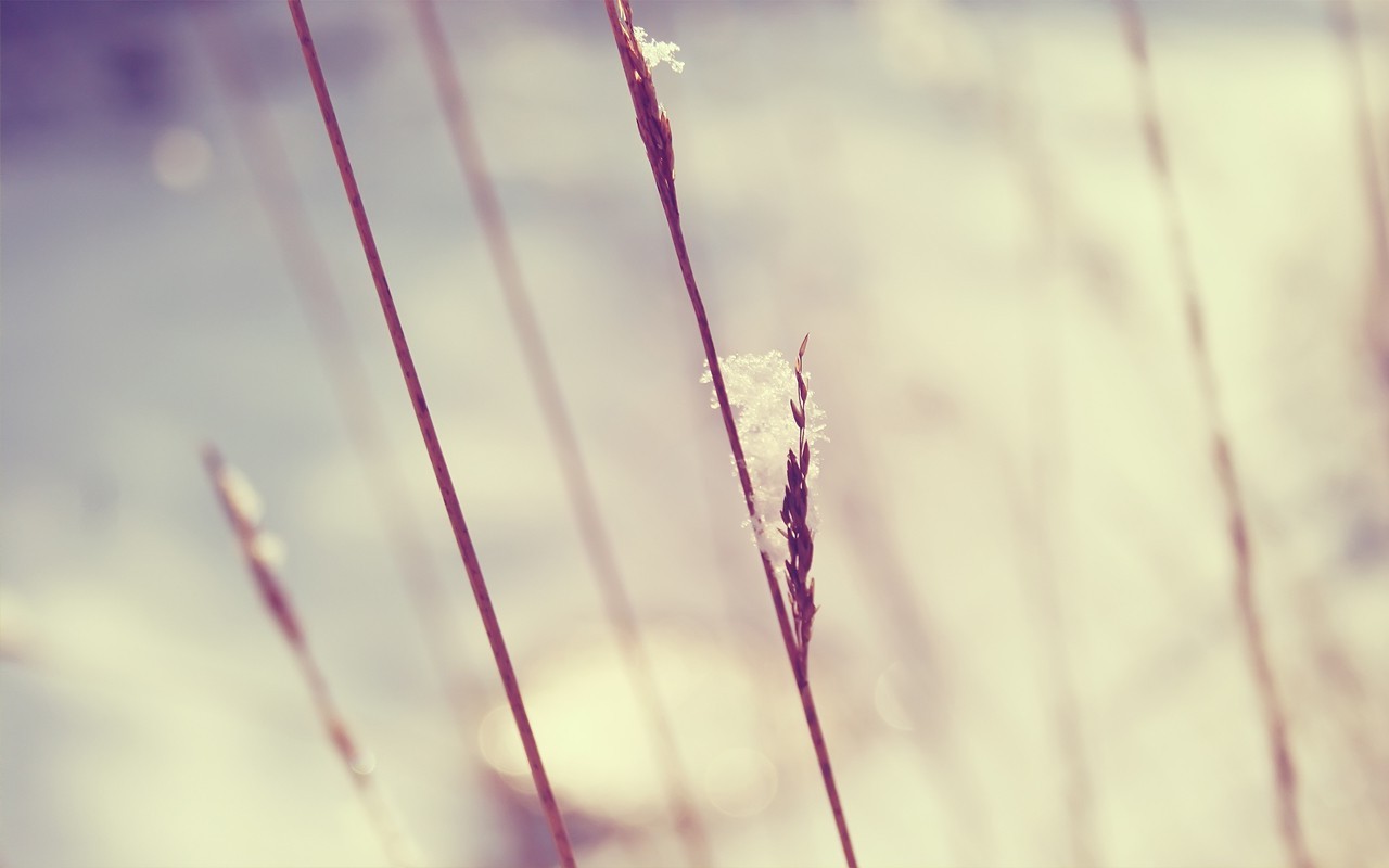 nature, Plants Wallpaper