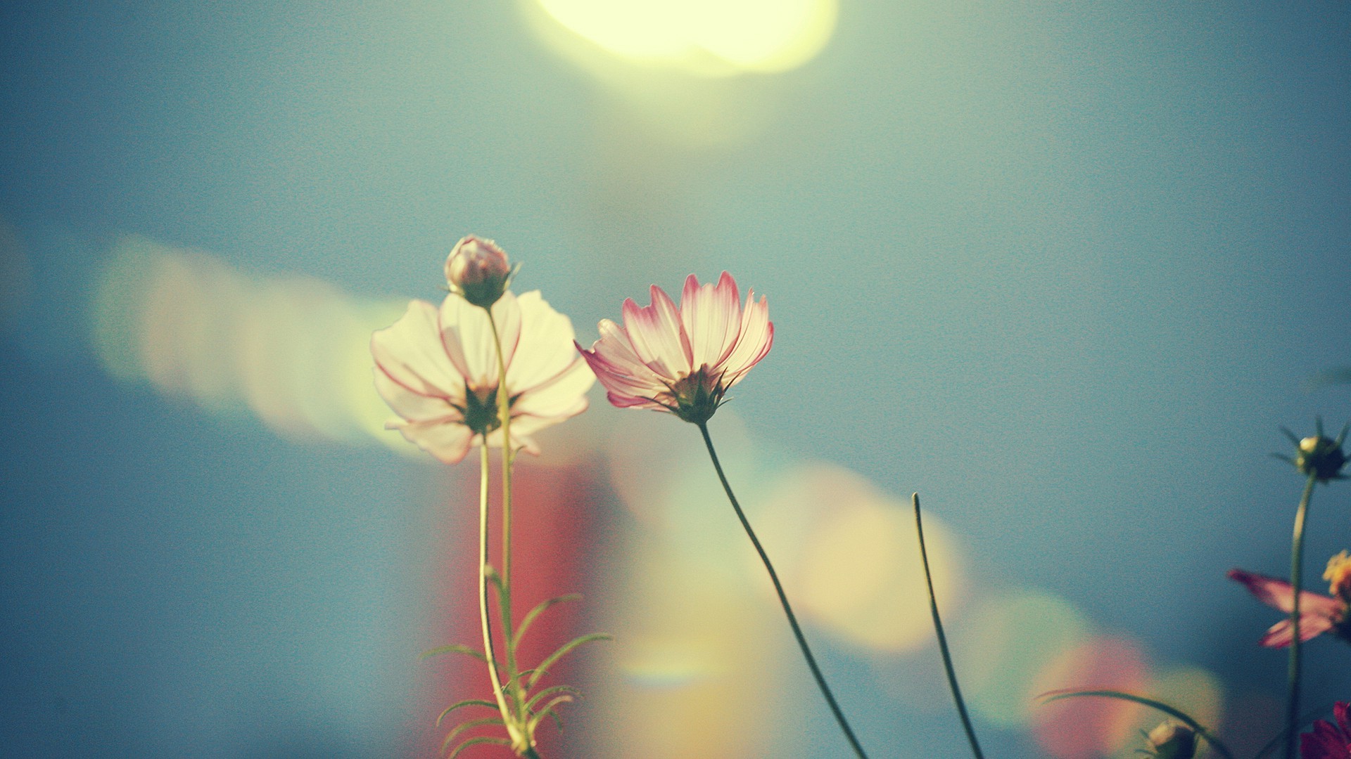 flowers, Macro Wallpaper