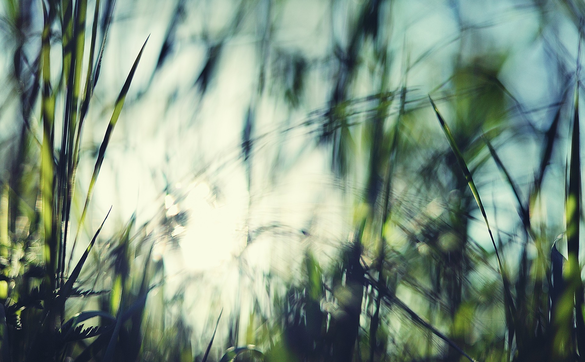nature, Macro, Sunlight, Grass, Depth Of Field Wallpapers HD / Desktop ...