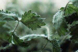 green, Frost, Plants, Nature, Leaves, Macro, Depth Of Field, Nettles, Photography