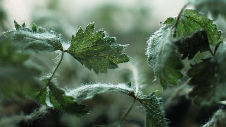 green, Frost, Plants, Nature, Leaves, Macro, Depth Of Field, Nettles, Photography HD Wallpaper Desktop Background