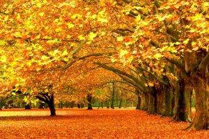 trees, Fall, Nature