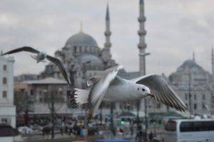 Istanbul, Turkey, Animals, Birds, Seagulls, Mosque