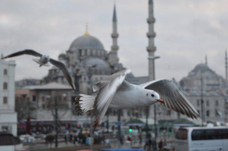 Istanbul, Turkey, Animals, Birds, Seagulls, Mosque HD Wallpaper Desktop Background
