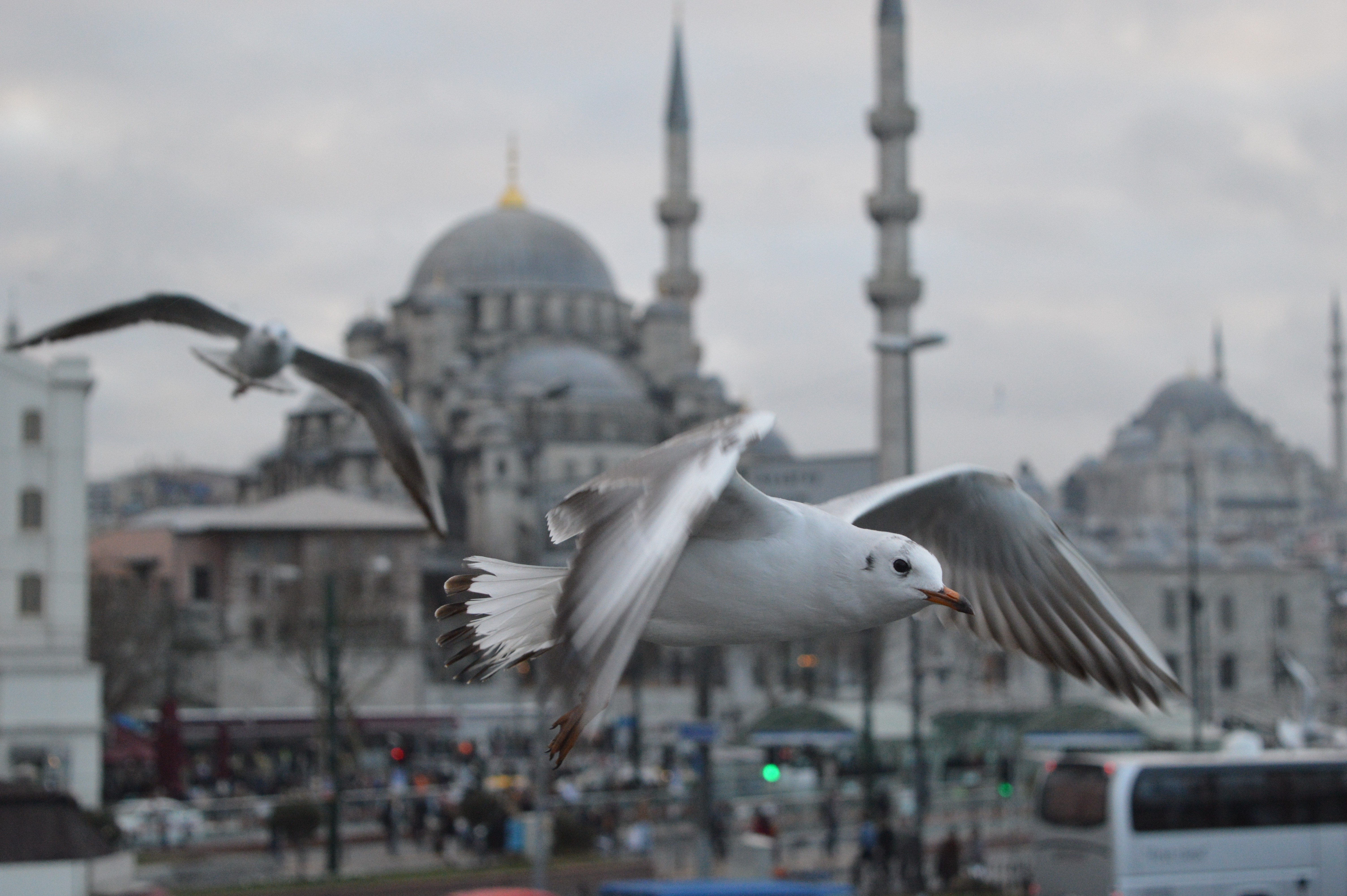 Istanbul, Turkey, Animals, Birds, Seagulls, Mosque Wallpaper