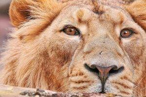 lion, Closeup, Animals