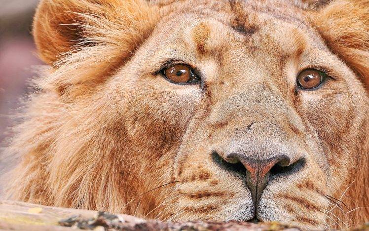 lion, Closeup, Animals HD Wallpaper Desktop Background