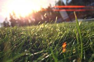 grass, Nature, Macro, Lens Flare, Sunlight
