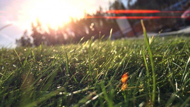 grass, Nature, Macro, Lens Flare, Sunlight HD Wallpaper Desktop Background