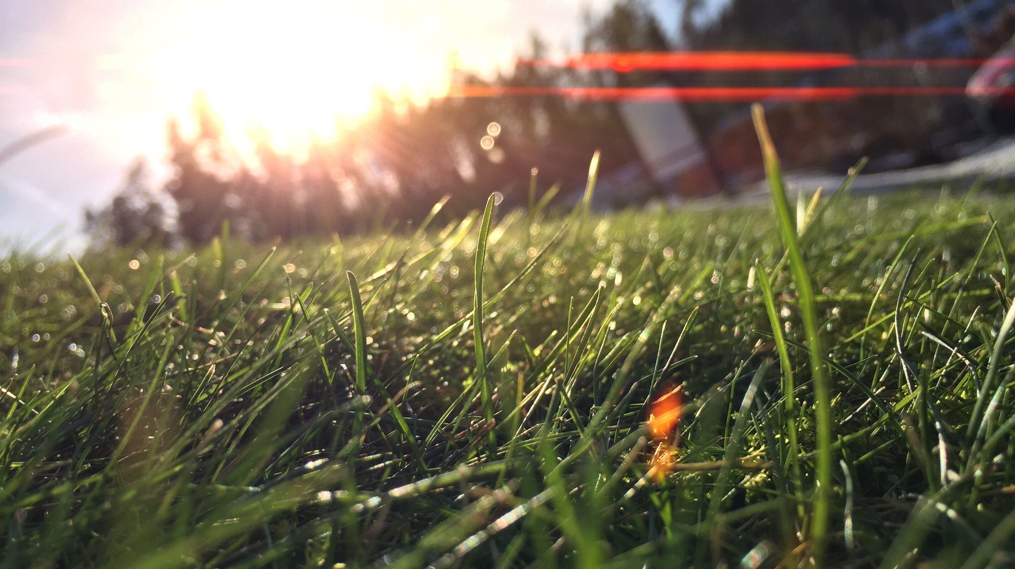 grass, Nature, Macro, Lens Flare, Sunlight Wallpaper