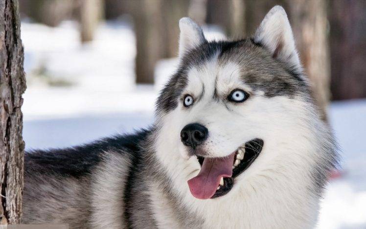 dog, Winter, Animals HD Wallpaper Desktop Background