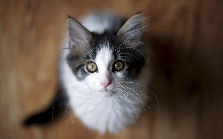 looking Up, Cat, Animals, Depth Of Field HD Wallpaper Desktop Background