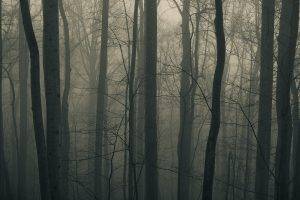 nature, Landscape, Muted, Trees, Forest, Branch