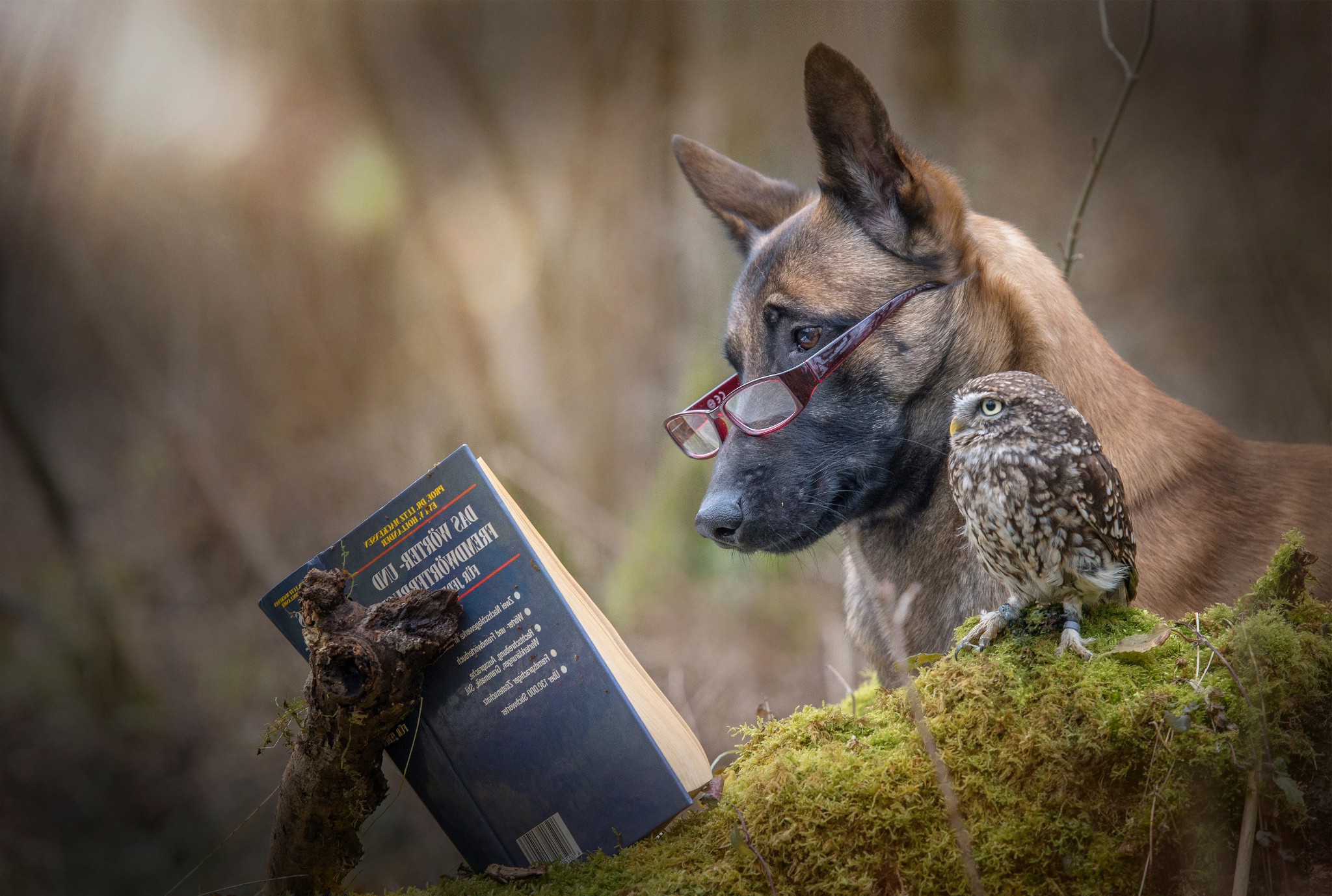 nature, Animals, Owl, Humor, Reading, Glasses, Books, Branch, German, Moss Wallpaper