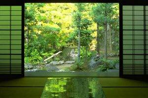 zen, Nature, Forest