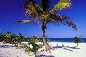 beach, Sand, Landscape, Palm Trees