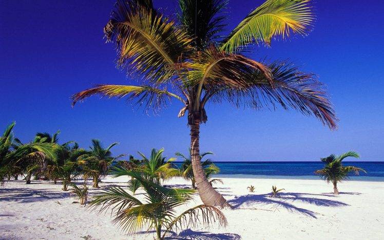 beach, Sand, Landscape, Palm Trees HD Wallpaper Desktop Background