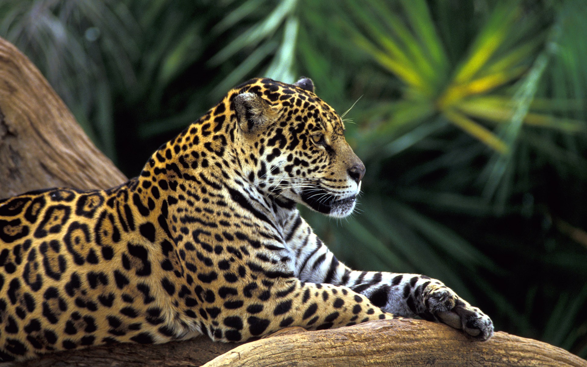 jaguars, Animals Wallpapers HD / Desktop and Mobile Backgrounds