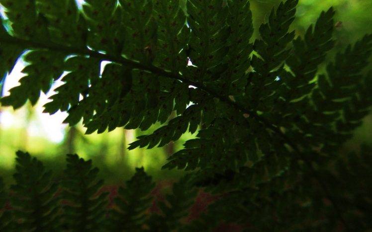 nature, Leaves, Ferns HD Wallpaper Desktop Background
