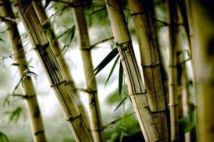 bamboo, Nature