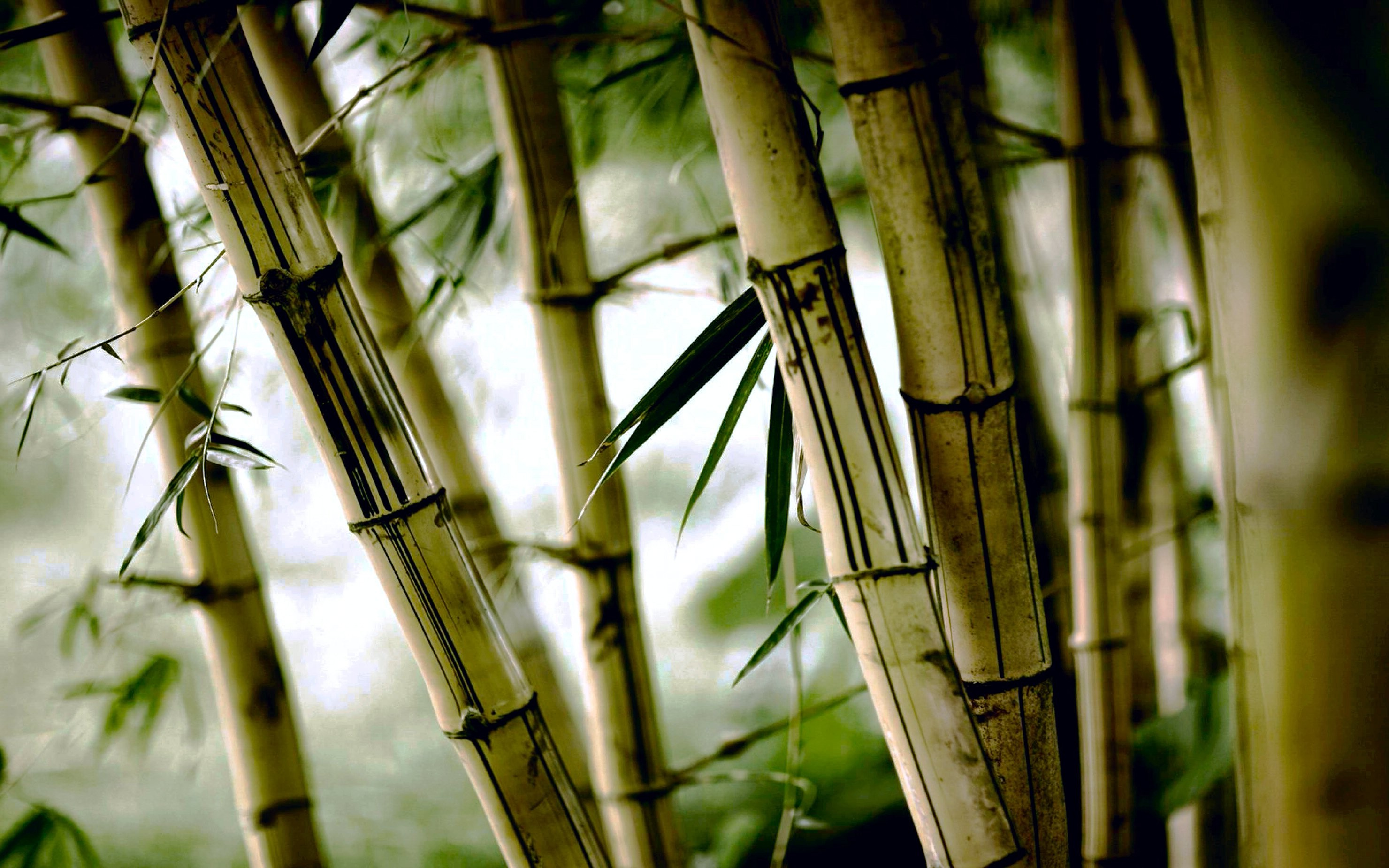 bamboo, Nature Wallpaper