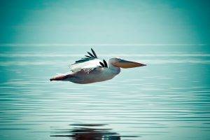 nature, Animals, Birds, Water, Horizon, Pelicans, Reflection, Flying, Wings, Feathers