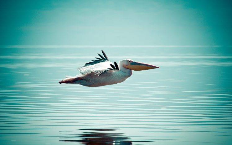 nature, Animals, Birds, Water, Horizon, Pelicans, Reflection, Flying, Wings, Feathers HD Wallpaper Desktop Background