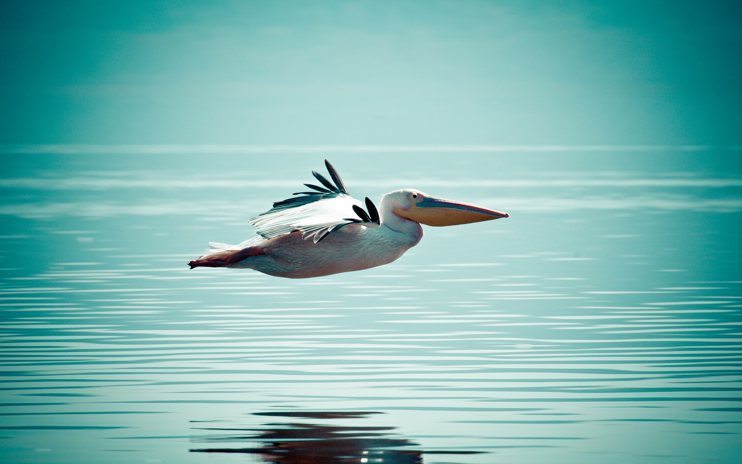 nature, Animals, Birds, Water, Horizon, Pelicans, Reflection, Flying, Wings, Feathers Wallpaper