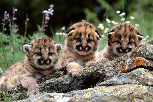 animals, Baby Animals, Pumas