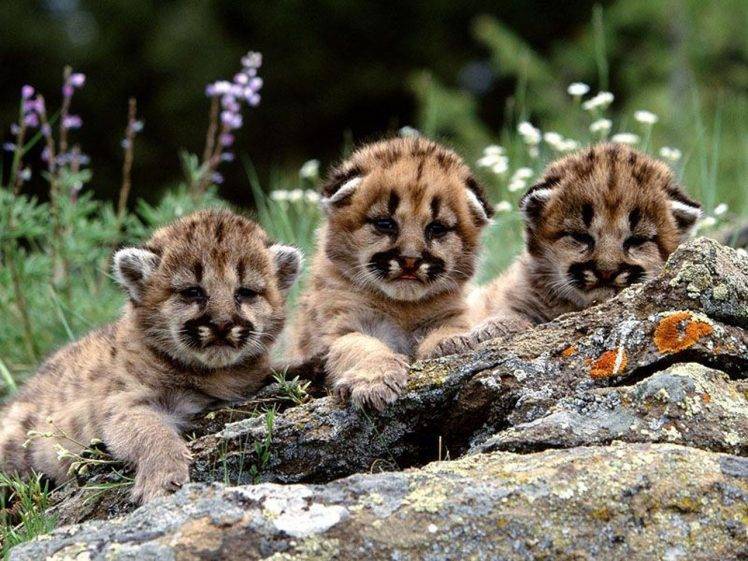 animals, Baby Animals, Pumas HD Wallpaper Desktop Background