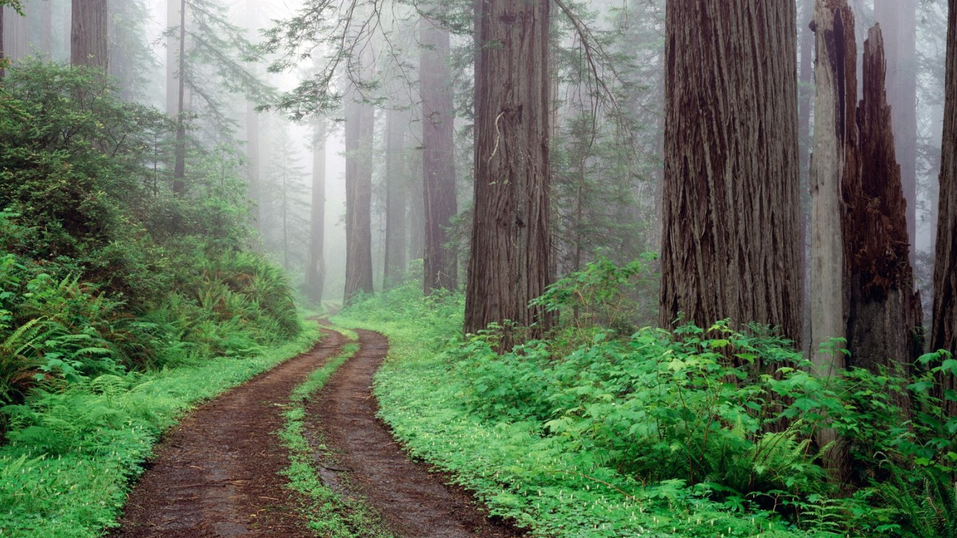 forest, Nature, Road Wallpaper