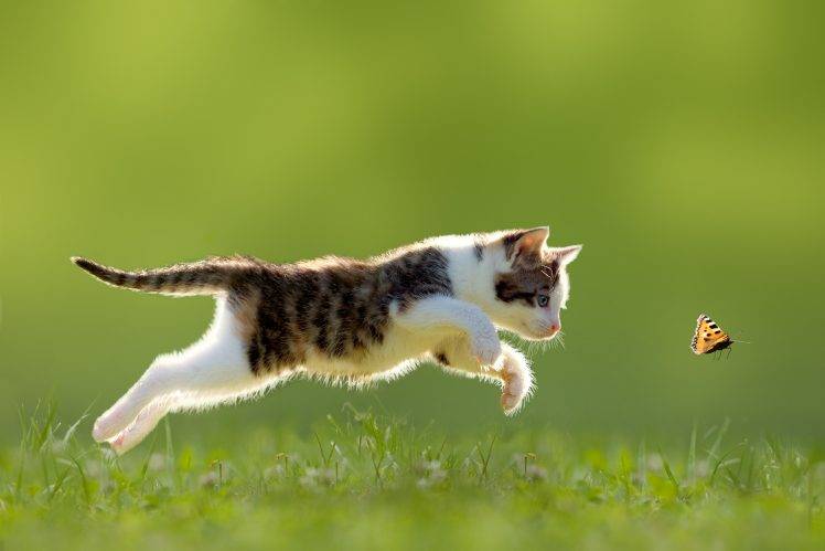 animals, Cat, Baby Animals, Nature, Running, Butterfly, Grass, Depth Of Field, Kittens HD Wallpaper Desktop Background