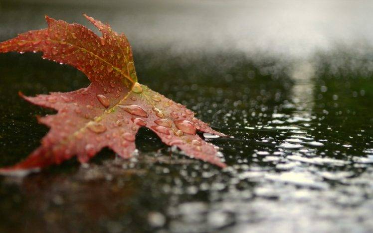 nature, Rain, Leaves HD Wallpaper Desktop Background