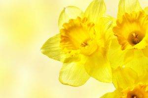 daffodils, Flowers, Yellow Flowers