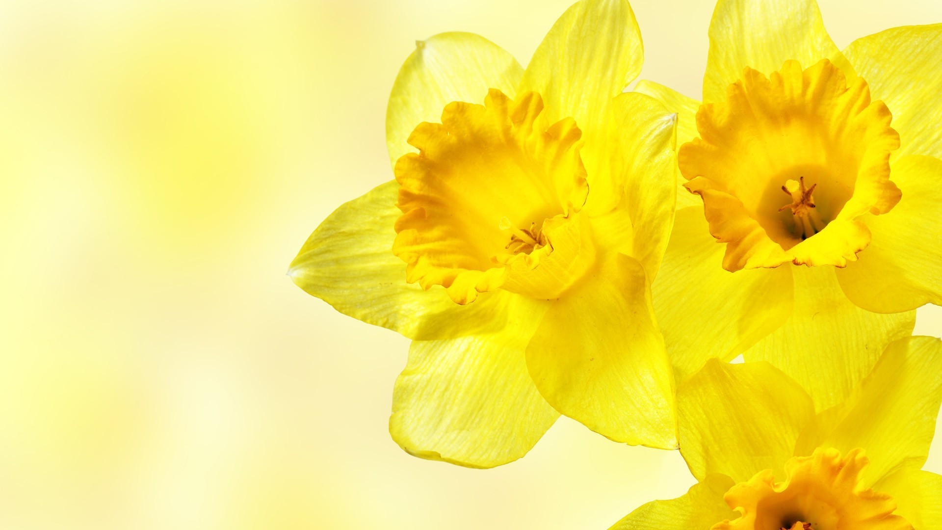 daffodils, Flowers, Yellow Flowers Wallpaper