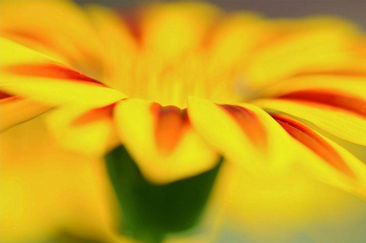 macro, Flowers, Yellow Flowers HD Wallpaper Desktop Background