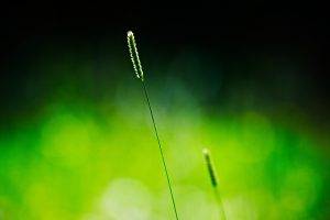 nature, Spikelets, Simple Background, Green