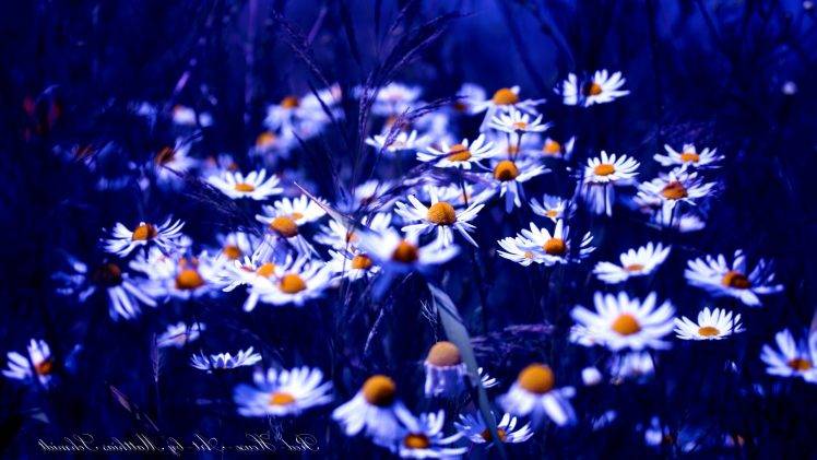 white Flowers, Nature, Flowers, Daisies, Depth Of Field HD Wallpaper Desktop Background