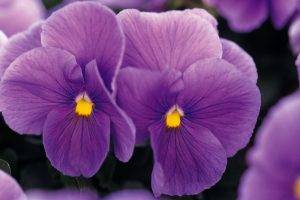 flowers, Nature, Purple Flowers, Pansies