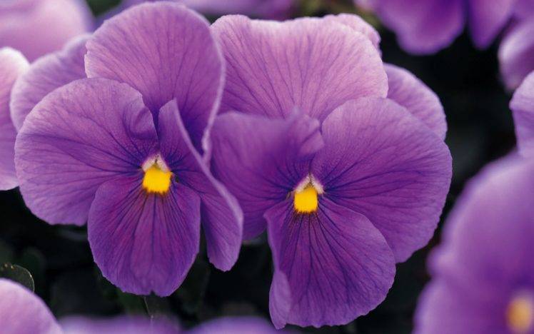 flowers, Nature, Purple Flowers, Pansies HD Wallpaper Desktop Background