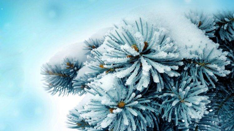 nature, Snow, White, Macro, Trees, Branch, Conifer HD Wallpaper Desktop Background