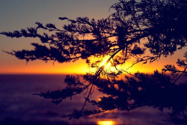 sunset, Horizon, Nature, Silhouette, Branch HD Wallpaper Desktop Background