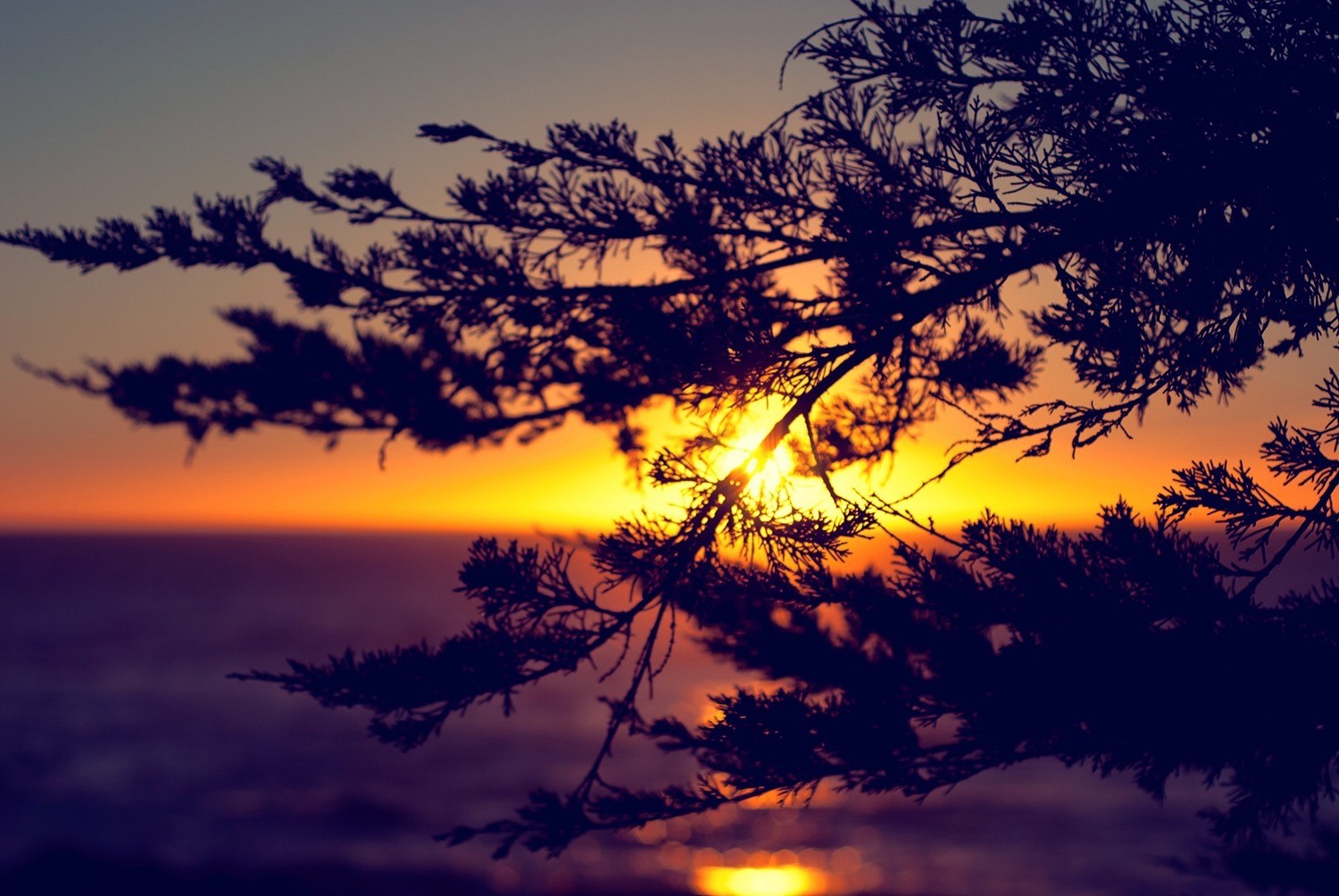sunset, Horizon, Nature, Silhouette, Branch Wallpaper